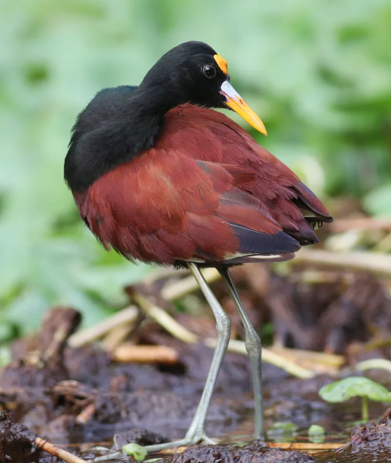 Northern Jacana walking across lily pads, showing long toes