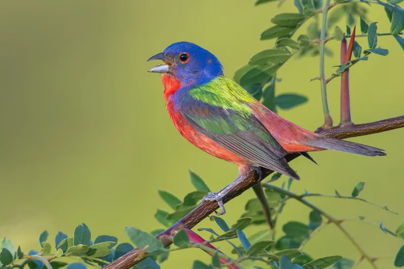 Male Painted Bunting singing