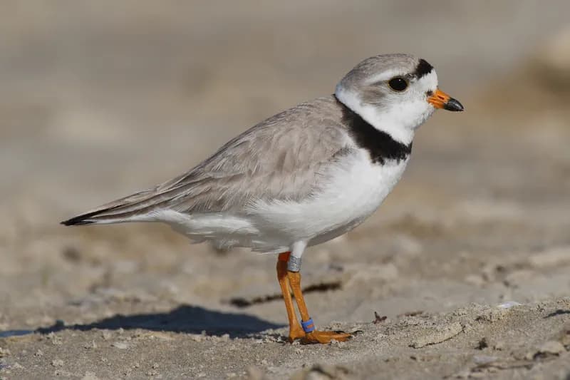 Piping Plover running along a sandy beach