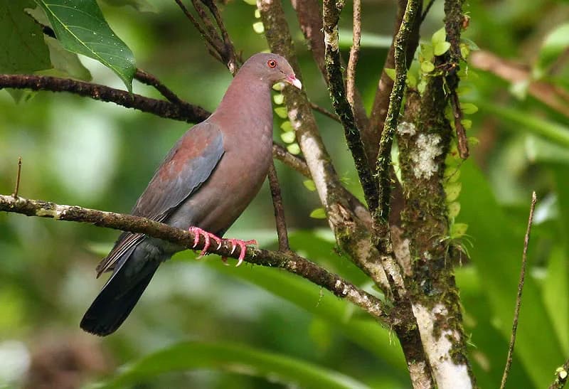 Red-billed Pigeon perched in tropical forest