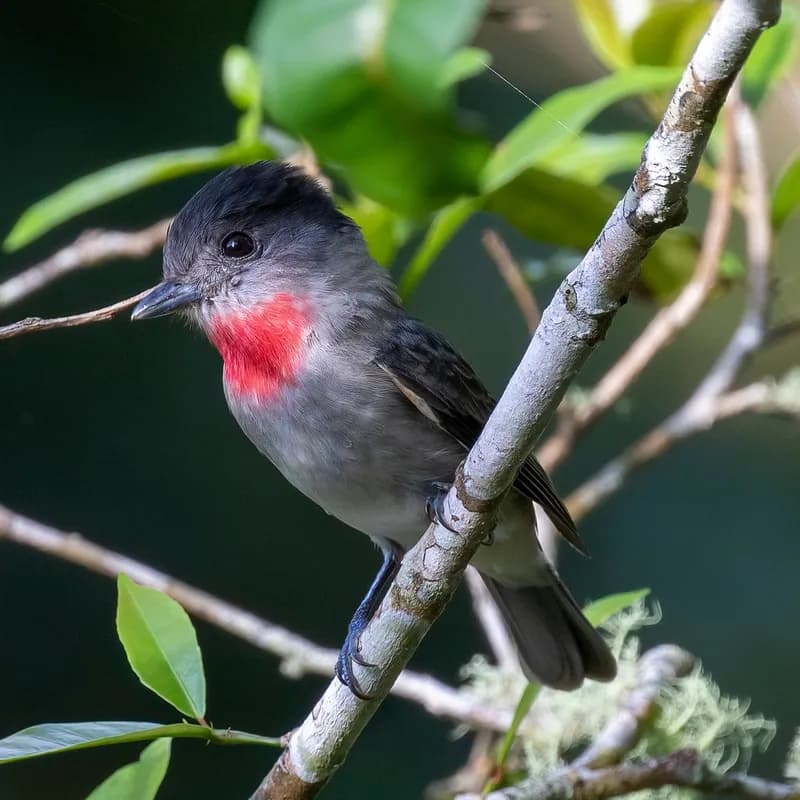 Rose-throated Becard male perched in riparian forest