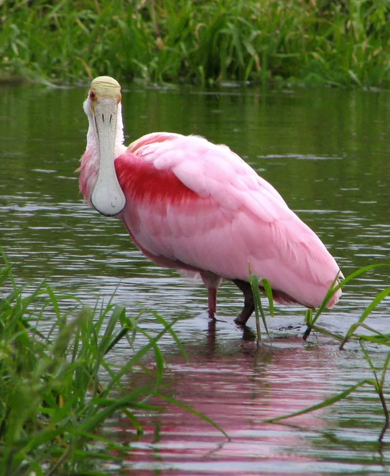 Roseate Spoonbill wading in shallow water, South Texas