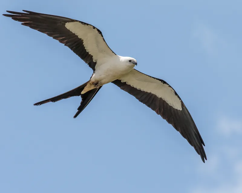 Swallow-tailed Kite in flight showing deeply forked tail