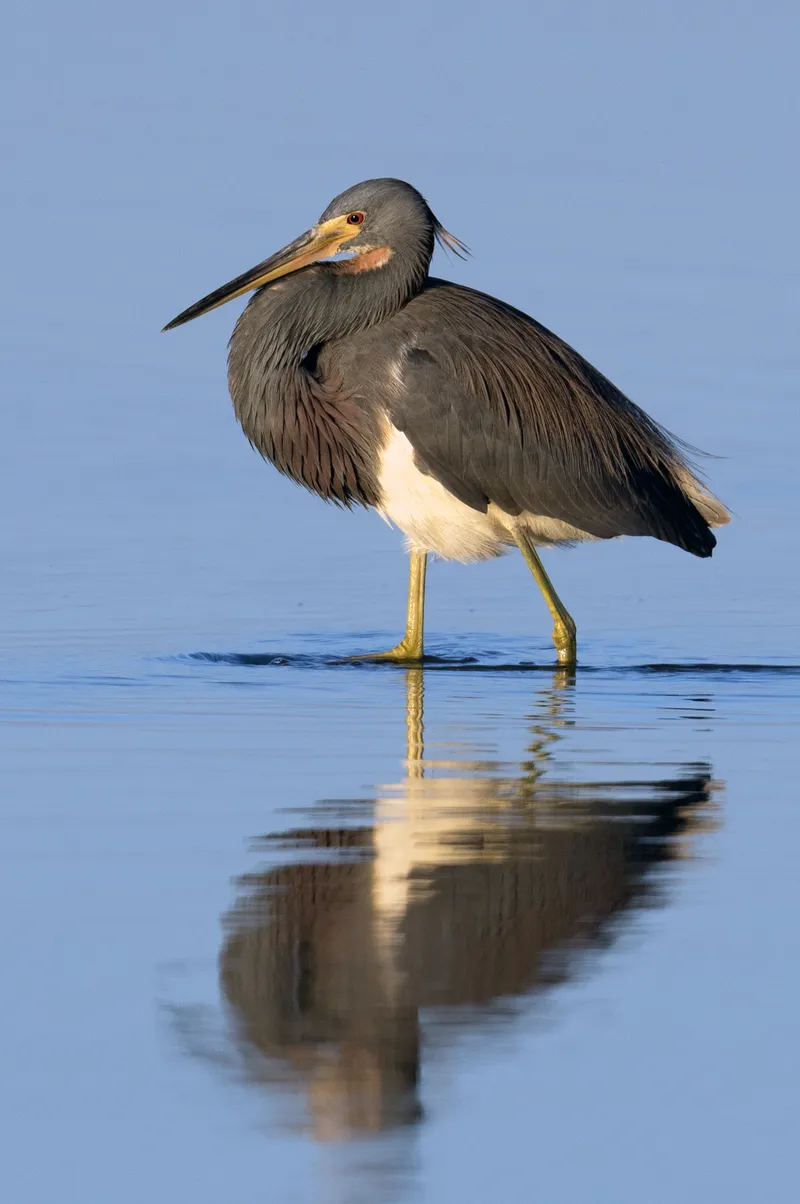Tricolored Heron at sunrise in coastal marsh