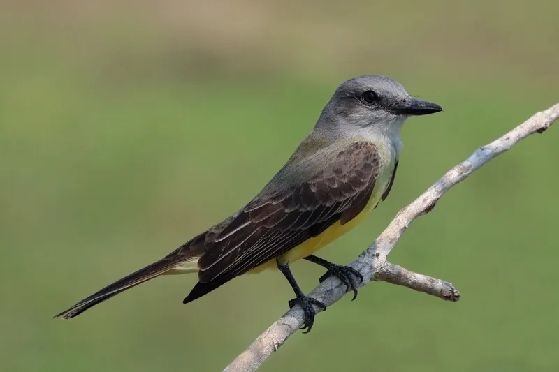 Tropical Kingbird perched on a branch, South Texas