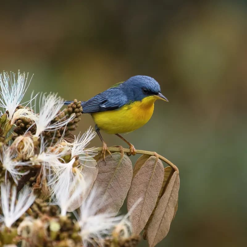 Tropical Parula perched showing blue-gray upperparts and bright yellow throat and breast