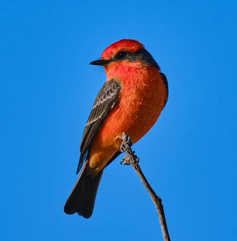 Male Vermilion Flycatcher perched on a branch, South Texas