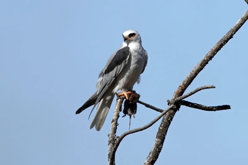 White-tailed Kite perched showing white plumage and red eyes