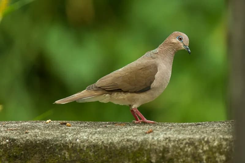 White-tipped Dove on the ground in shaded woodland