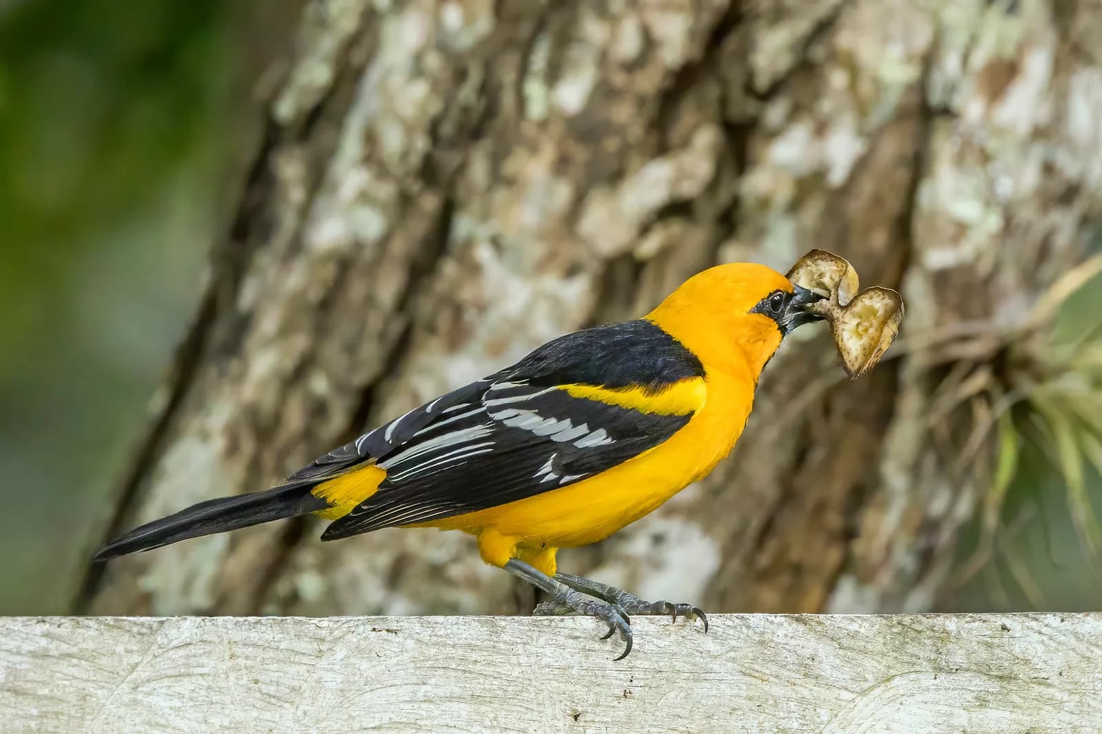 Altamira Oriole perched in tropical foliage, South Texas
